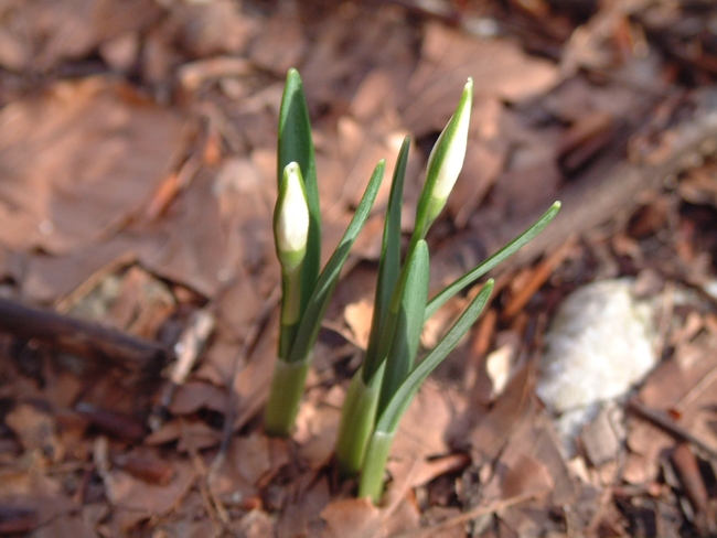 Galanthus nivalis / Bucaneve